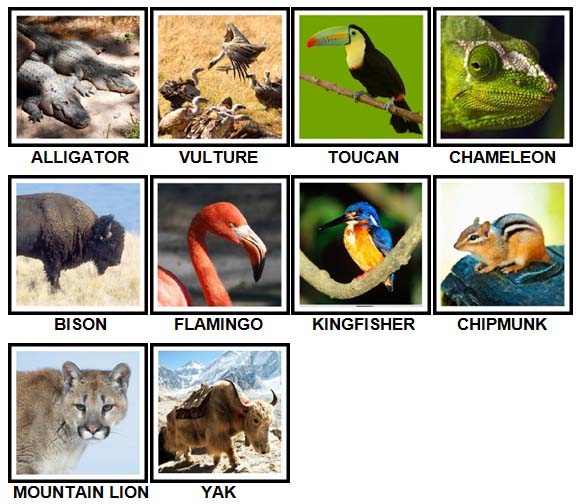 100 Pics Animals Level 51-60 Answers - 100 Pics Answers