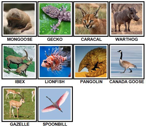 100 Pics Animals Level 81-90 Answers - 100 Pics Answers