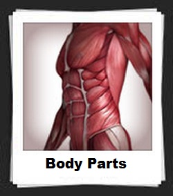 100 Pics Body Parts Level 71-80 Answers | 100 Pics Answers
