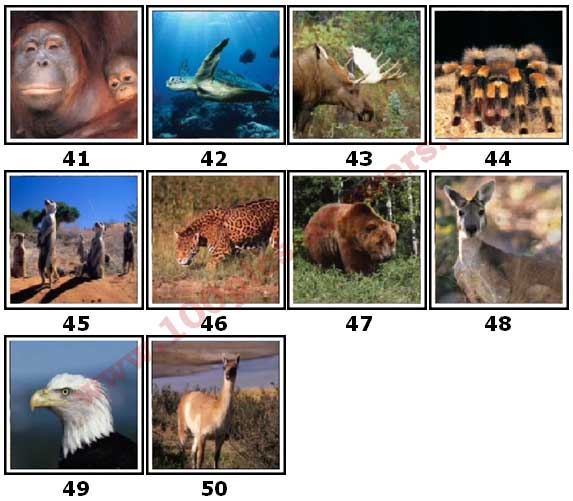 100 Pics Animal Planet Level 41-50 Answers - 100 Pics Answers