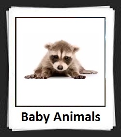 100 Pics Baby Animals Level 91-100 Answers - 100 Pics Answers