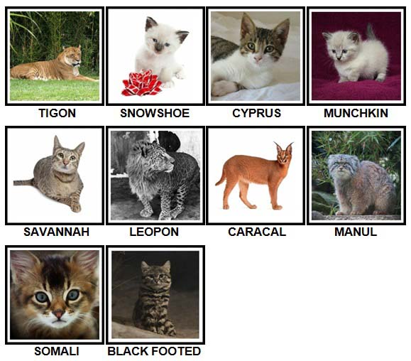 100 Pics CATS Level 31-40 Answers - 100 Pics Answers